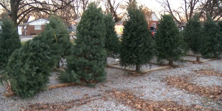Evansville Offers Christmas Tree Disposal Service Through January 10