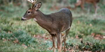 Four Men Arrested in Poaching Incident in Southern Indiana