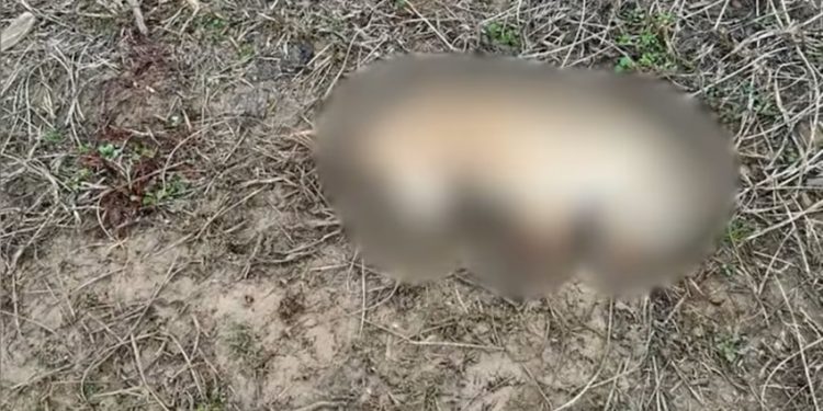 Community Seeks Answers After Dog Found Brutally Killed