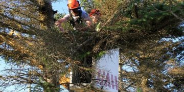 Lane Closures Planned for U.S. 41 Near Princeton for Tree Trimming Operations