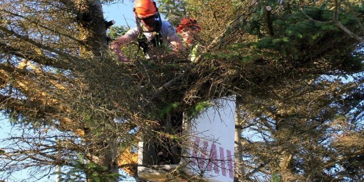 Lane Closures Planned for U.S. 41 Near Princeton for Tree Trimming Operations