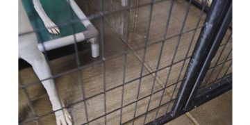 Evansville Animal Shelter Seeks Community Help Amid Flooding Crisis