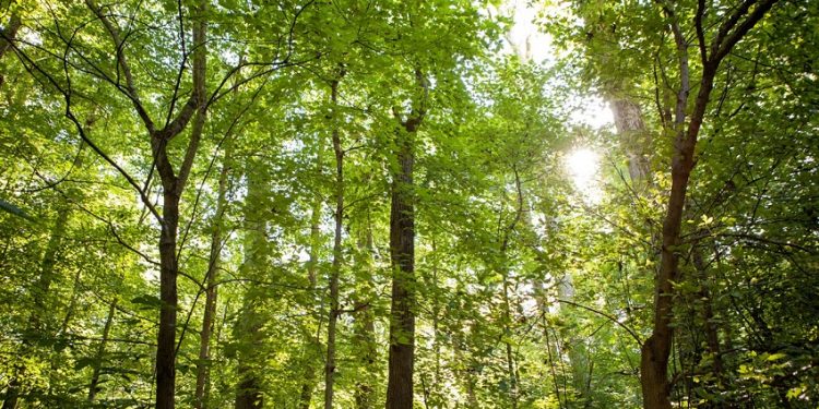 Wesselman Woods to Offer Free Access on Last Weekend of Each Month in 2025 Through Eco-Access Initiative