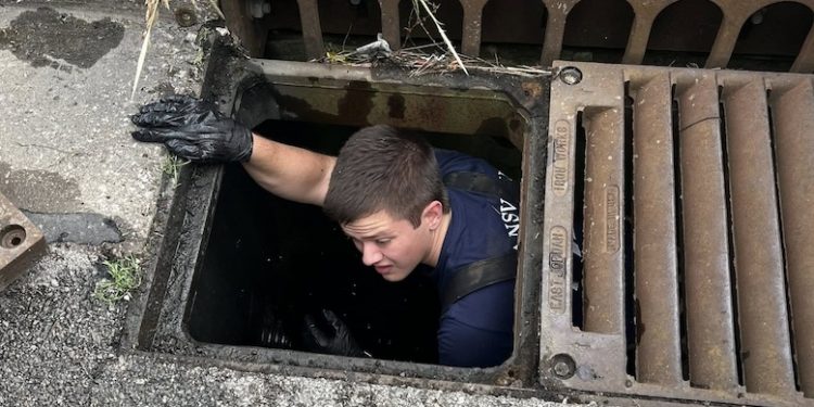 Firefighters rescue ducklings from storm drain in Evansville