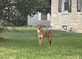 Coyote sightings reported in Evansville neighborhoods as officials monitor animal near residential area