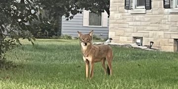 Coyote sightings reported in Evansville neighborhoods as officials monitor animal near residential area