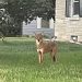 Coyote sightings reported in Evansville neighborhoods as officials monitor animal near residential area